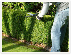 Bush Trimming in 